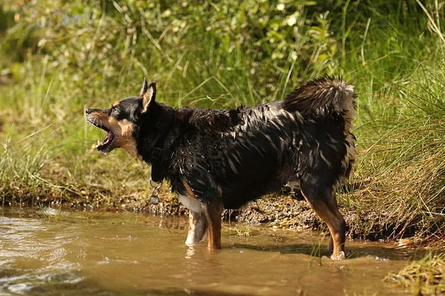 Bellender Hund